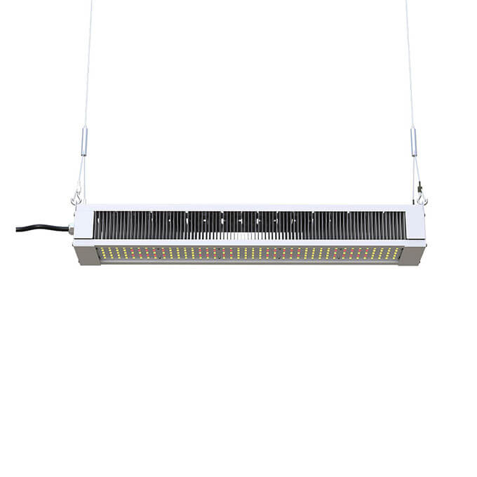 300w-grow-light1