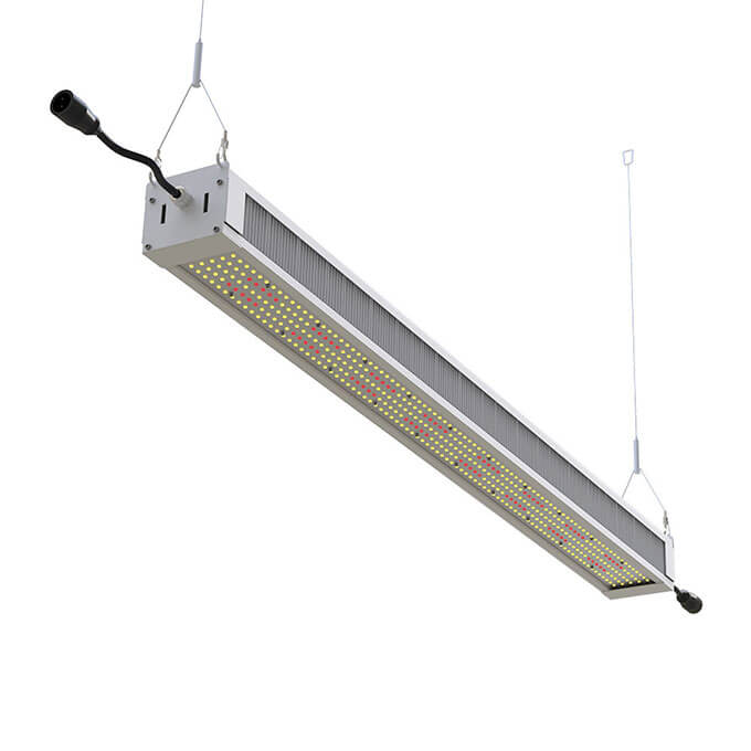 600w-grow-light4